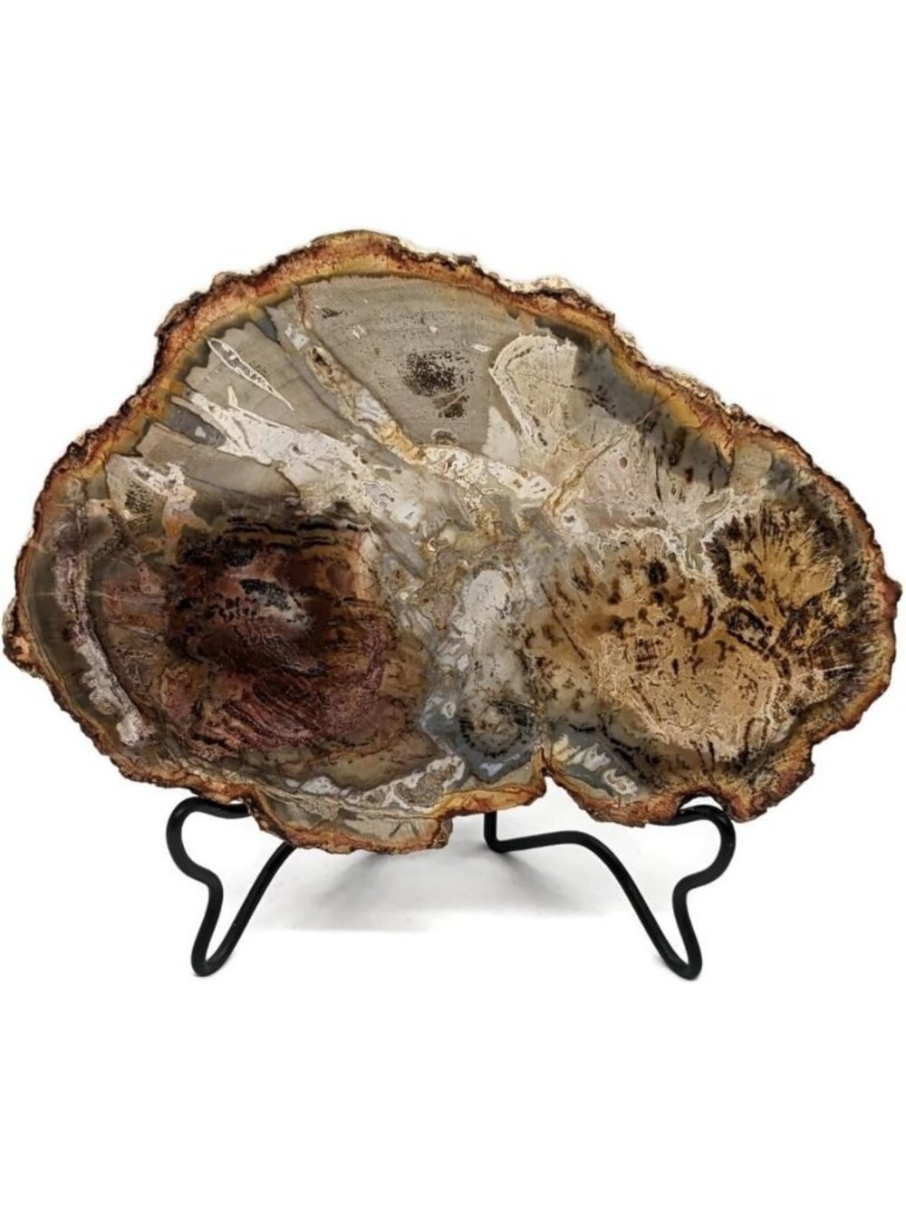 Natural Petrified Wood Slab with Stand - Polished, 4.5-5 Inch Decorative Piece
